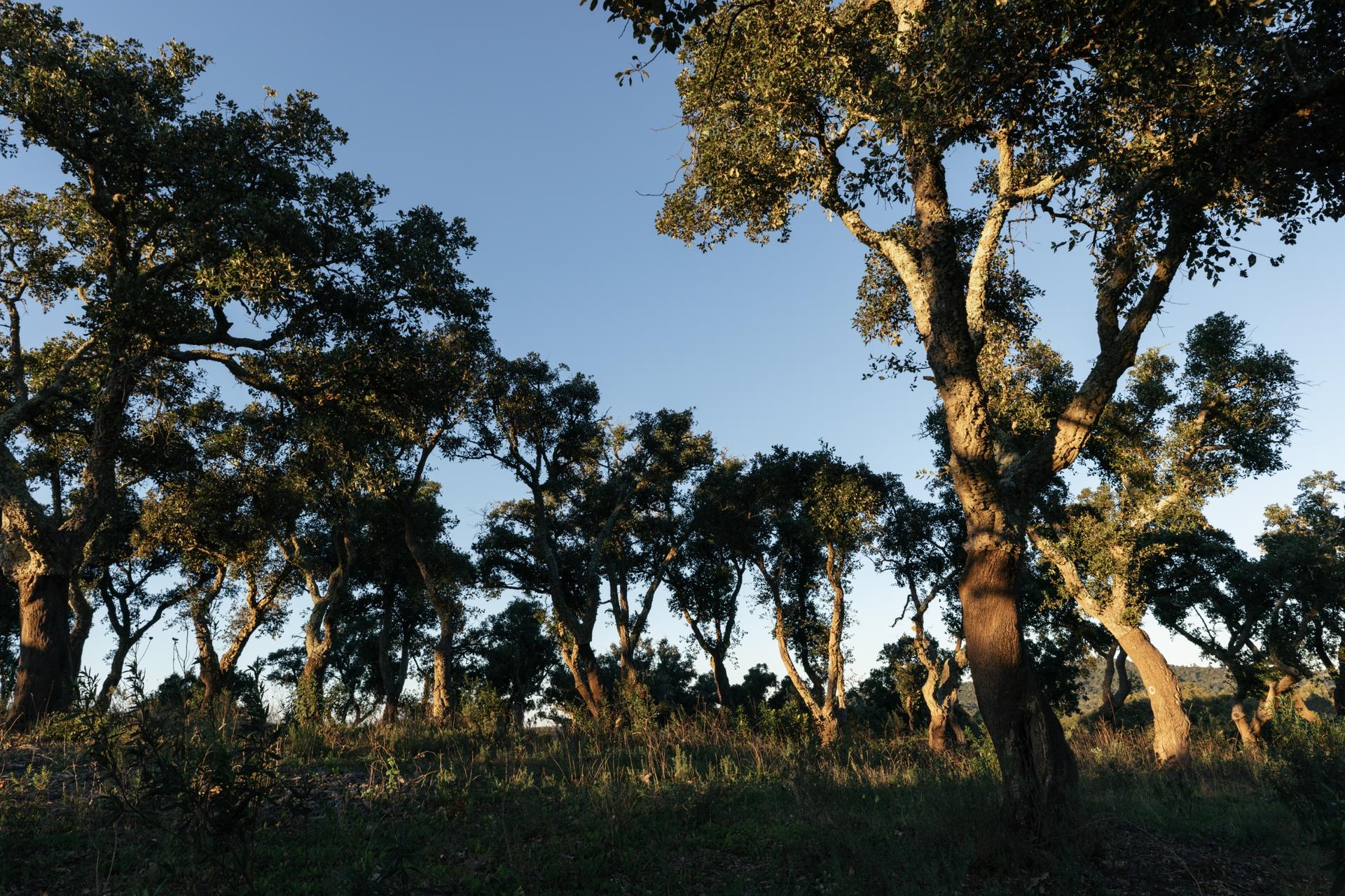 Land in Santiago do Cacém (87331) — photograph 4